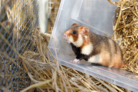 Feldhamster sitzt in Plastikbox, welche so gekippt wird, dass der Hamster darauf hüpfen kann