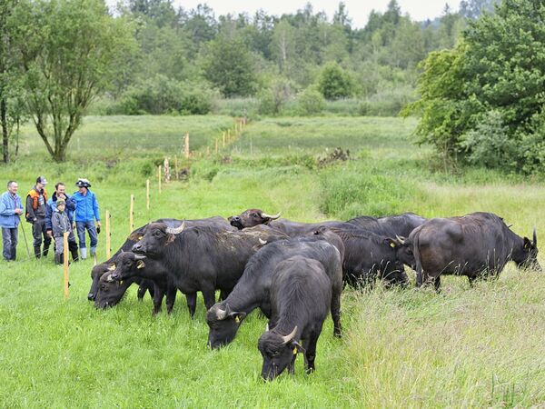 Die Wasserbüffel erkunden die neue Weide. Die Wasserbüffel erkunden die neue Weide.
