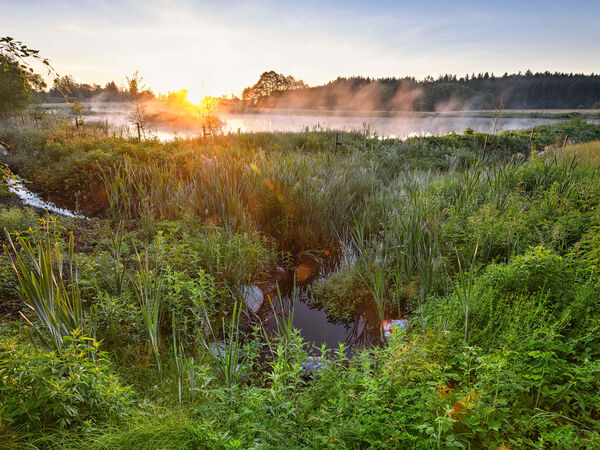 Heinz-Sielmann-Weiher im Naturschutzgebiet Ruhestetter Ried Naturlandschaft bei Tagesanbruch