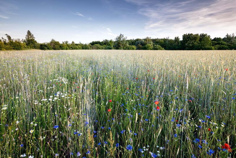 Sommer in der Döberitzer Heide